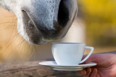 Horse's muzzle and cup